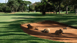 Brasilia kapybary 250