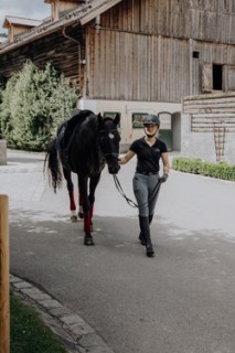 5-horse-250